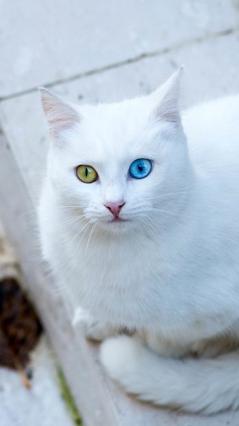 Cute white cat iPhone 7 wallpaper 1080x1920.