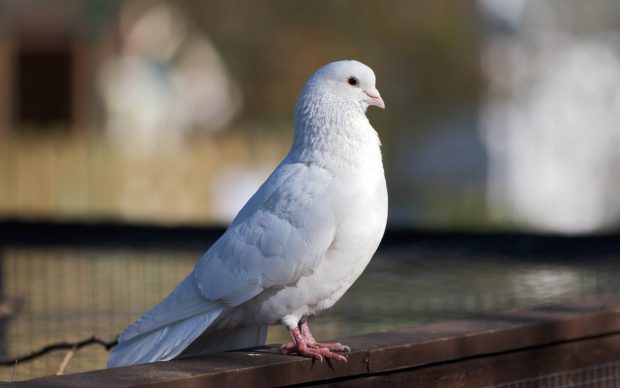 Cute white dove background.