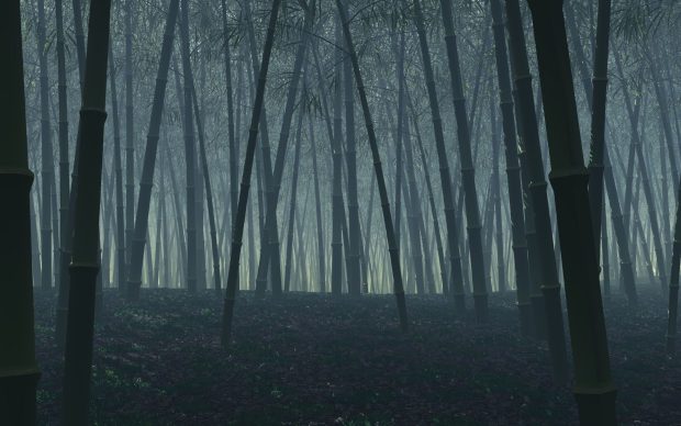 Dark Bamboo Forest Desktop Background.