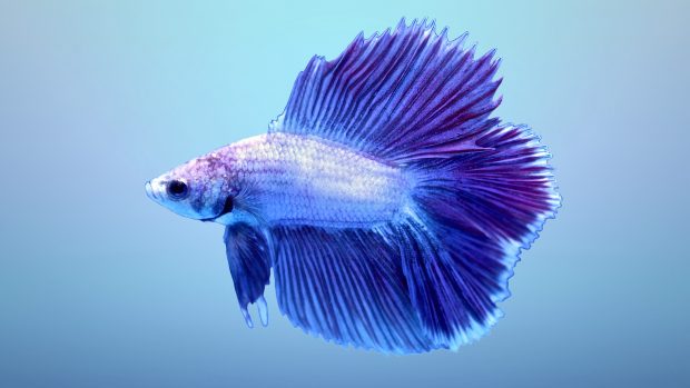 Desktop Betta Fish Photos.