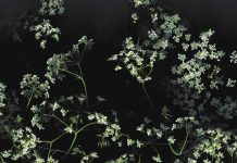 Desktop wallpaper Dark Floral.