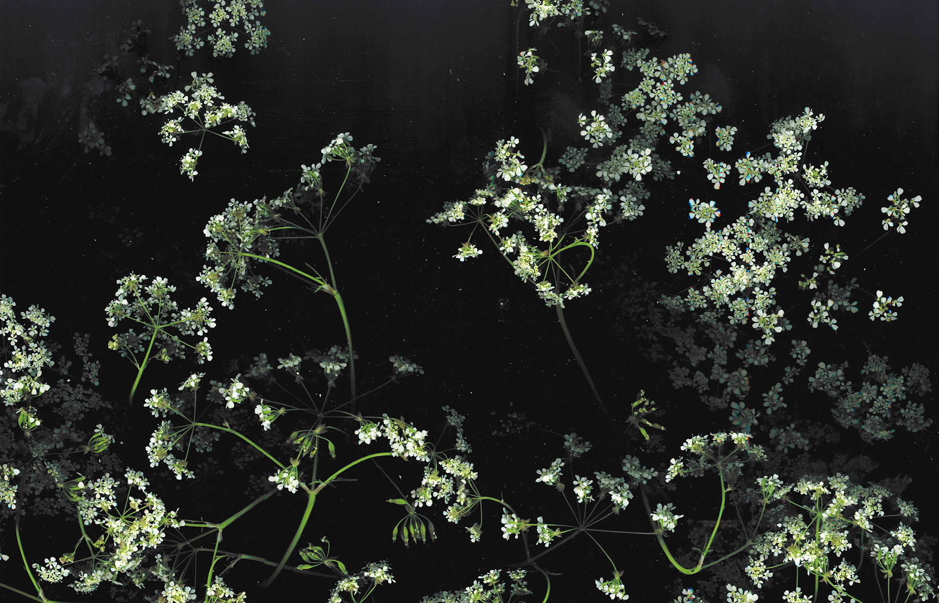 Plumeria flowers Wallpaper 4K Colorful Black background 4563
