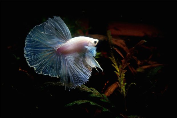 Dessktop Betta Fish Wallpapers.