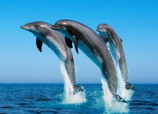 Dolphin Backgrounds Free Download.
