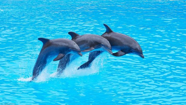 Dolphin Pictures HD images.