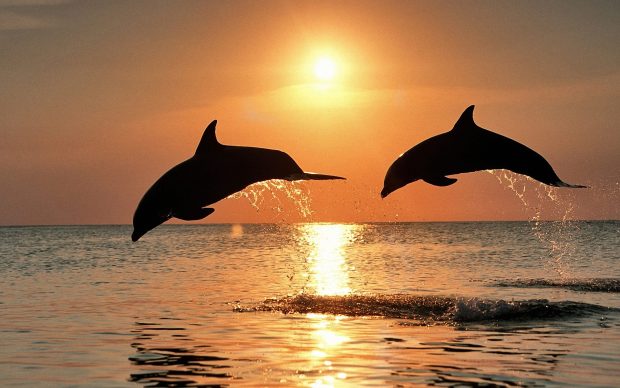 Dolphin Wallpapers HD.