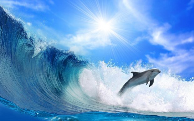 Dolphin Wallpapers HD Desktop.