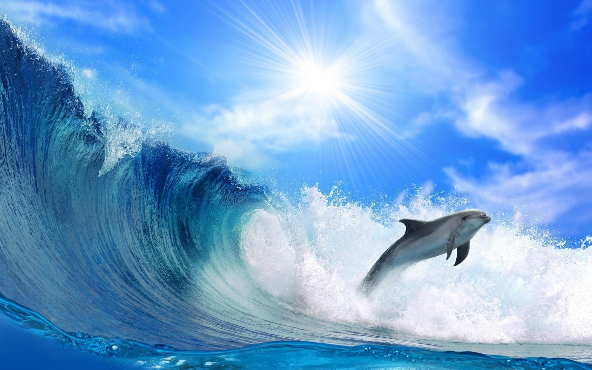 Dolphin Wallpapers HD 