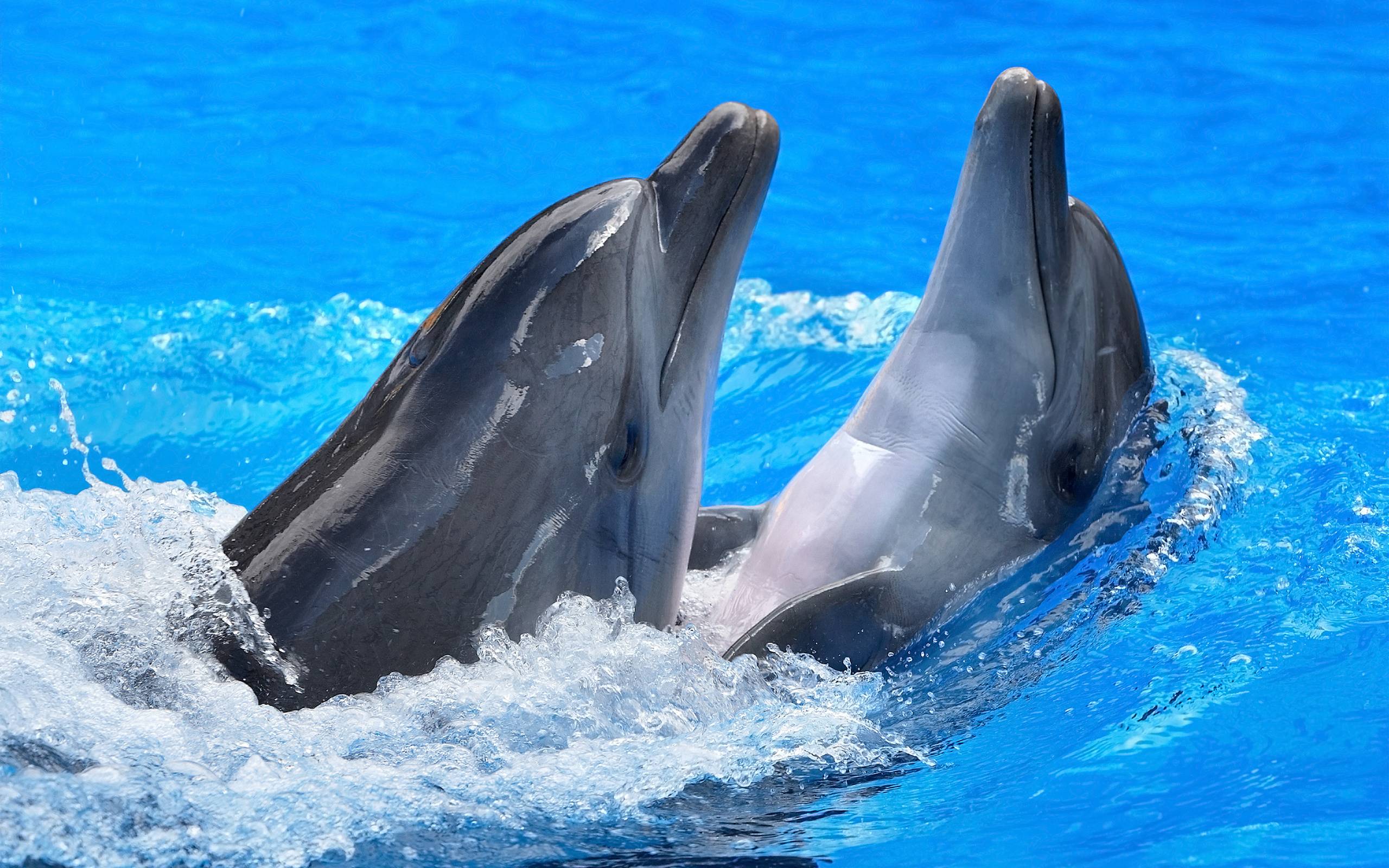 Dolphin HD Wallpapers - Top Free Dolphin HD Backgrounds - WallpaperAccess