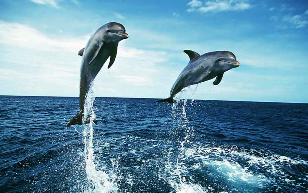 Dolphins Wide Desktop Background