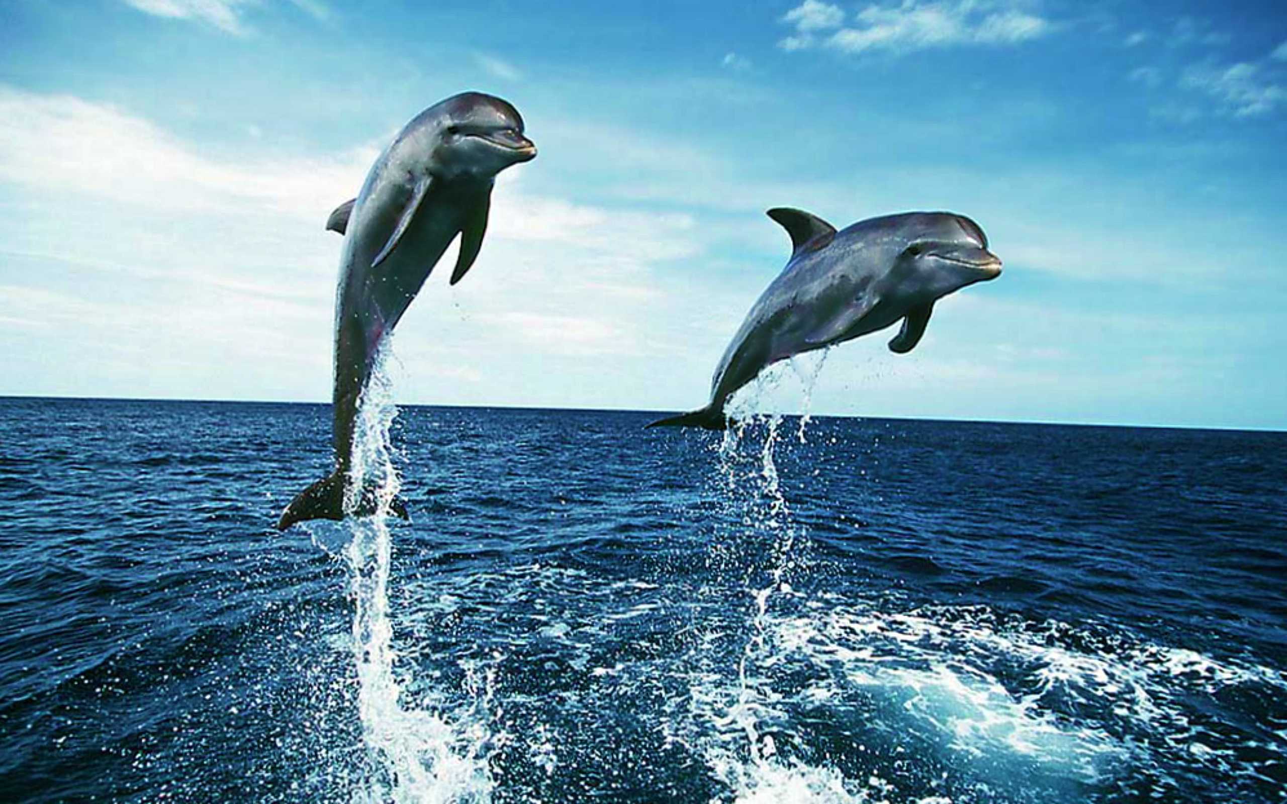 Dolphin Wallpapers Free HD Download 500 HQ  Unsplash