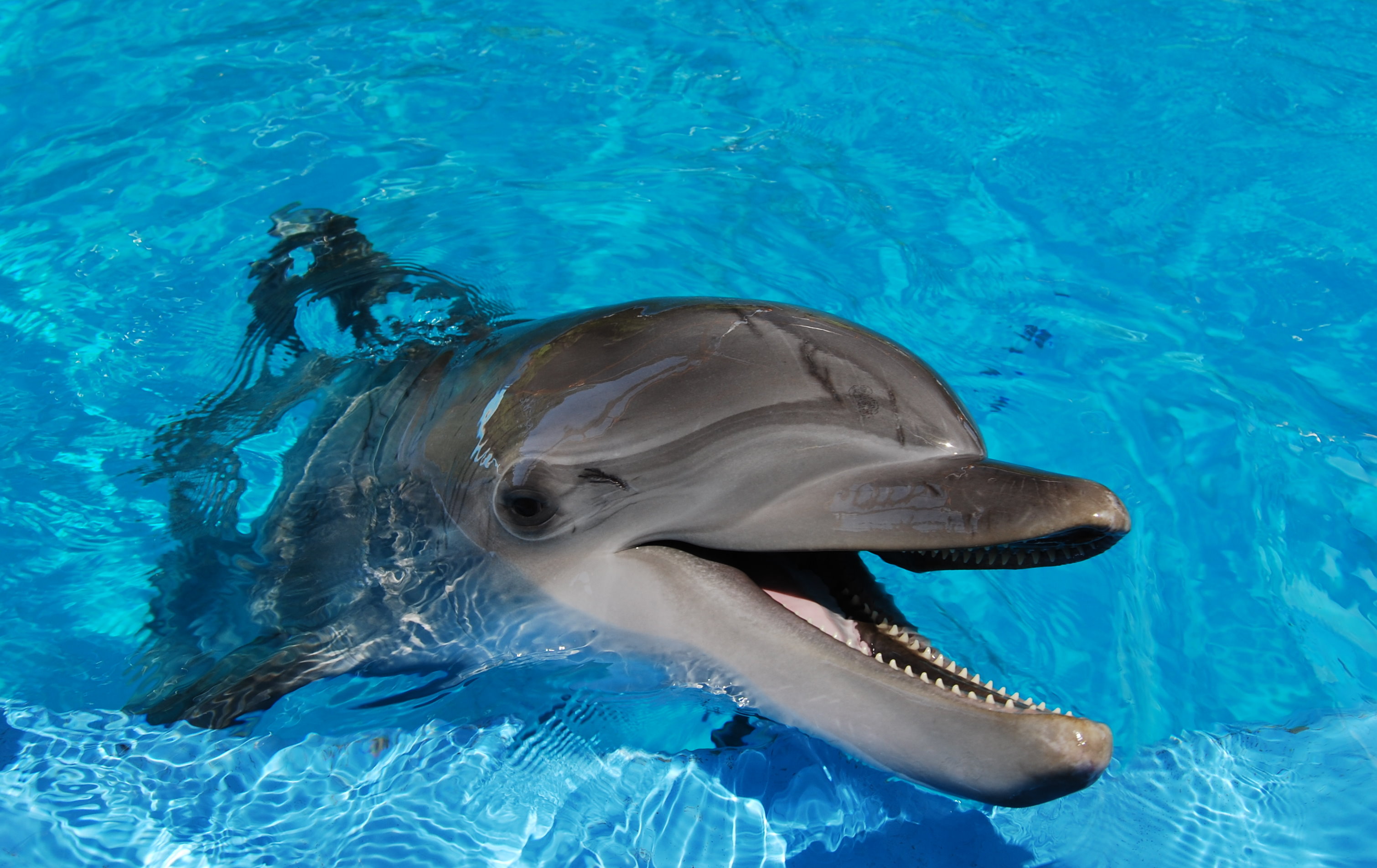 dolphin » Page 2 HD wallpapers, backgrounds