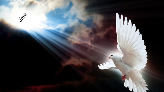 Dove Backgrounds Desktop.