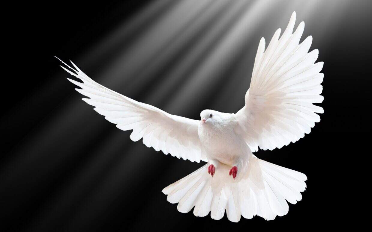 White dove flying with outstretched wings on black background.