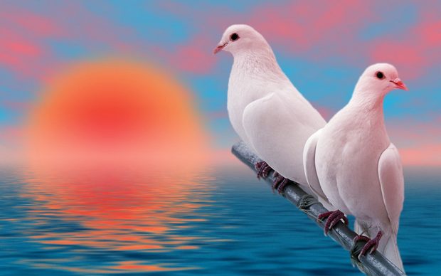 Dove lovely hd wallpaper.