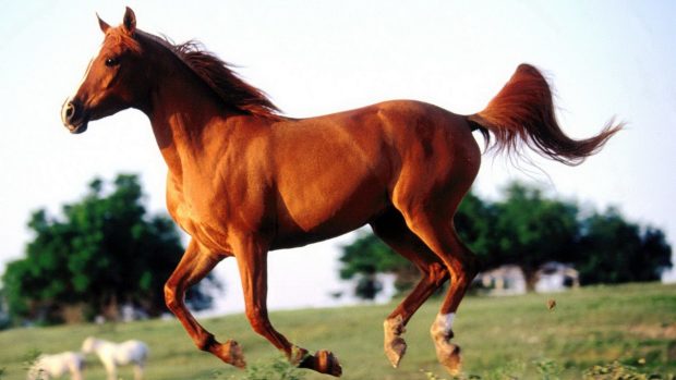 Download Arabian Horse Picture.