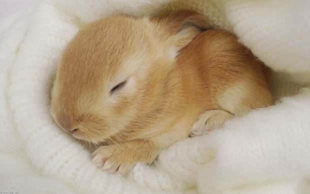 Download Baby Bunny Picture.