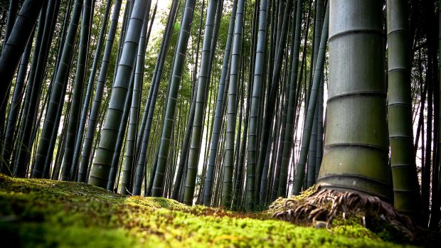 Download Bamboo Forest Photo.