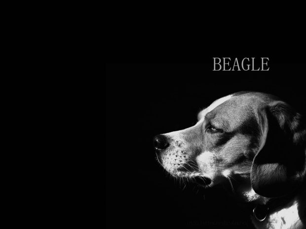 Download Beagle Picture.