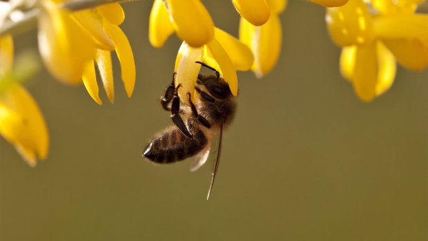Download Bee Photo.