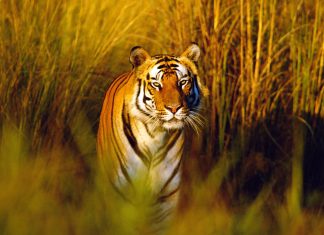 Download Bengal Tiger Image.