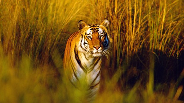 Download Bengal Tiger Image.