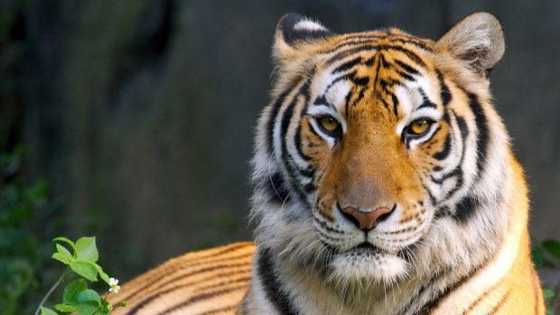 Download Bengal Tiger Photo.