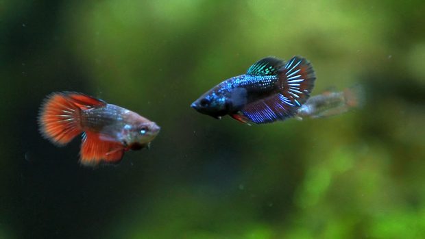 Download Betta Fish Backgrounds.