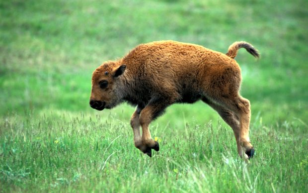 Download Bison Picture.