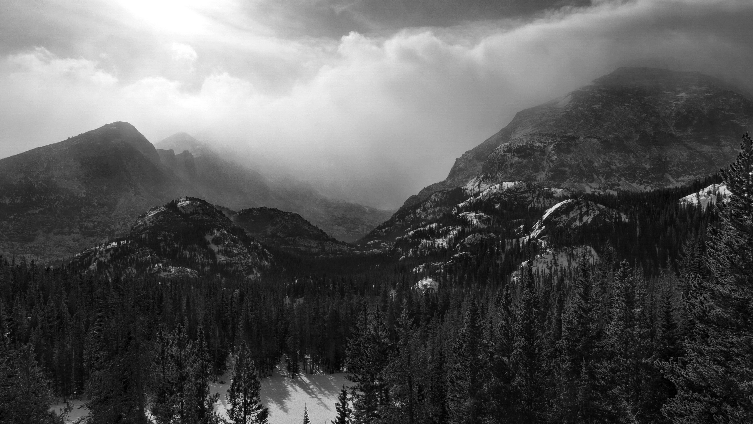 Download Free Black  and White  Forest  Wallpaper  