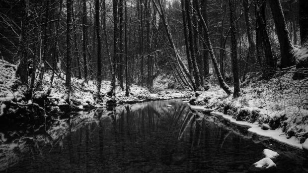 Download Black and White Forest Photo.