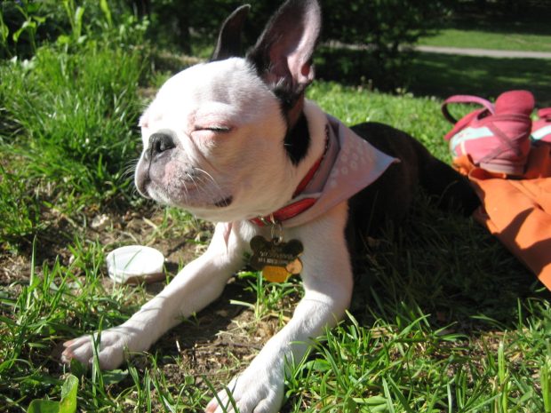 Download Boston Terrier Image.