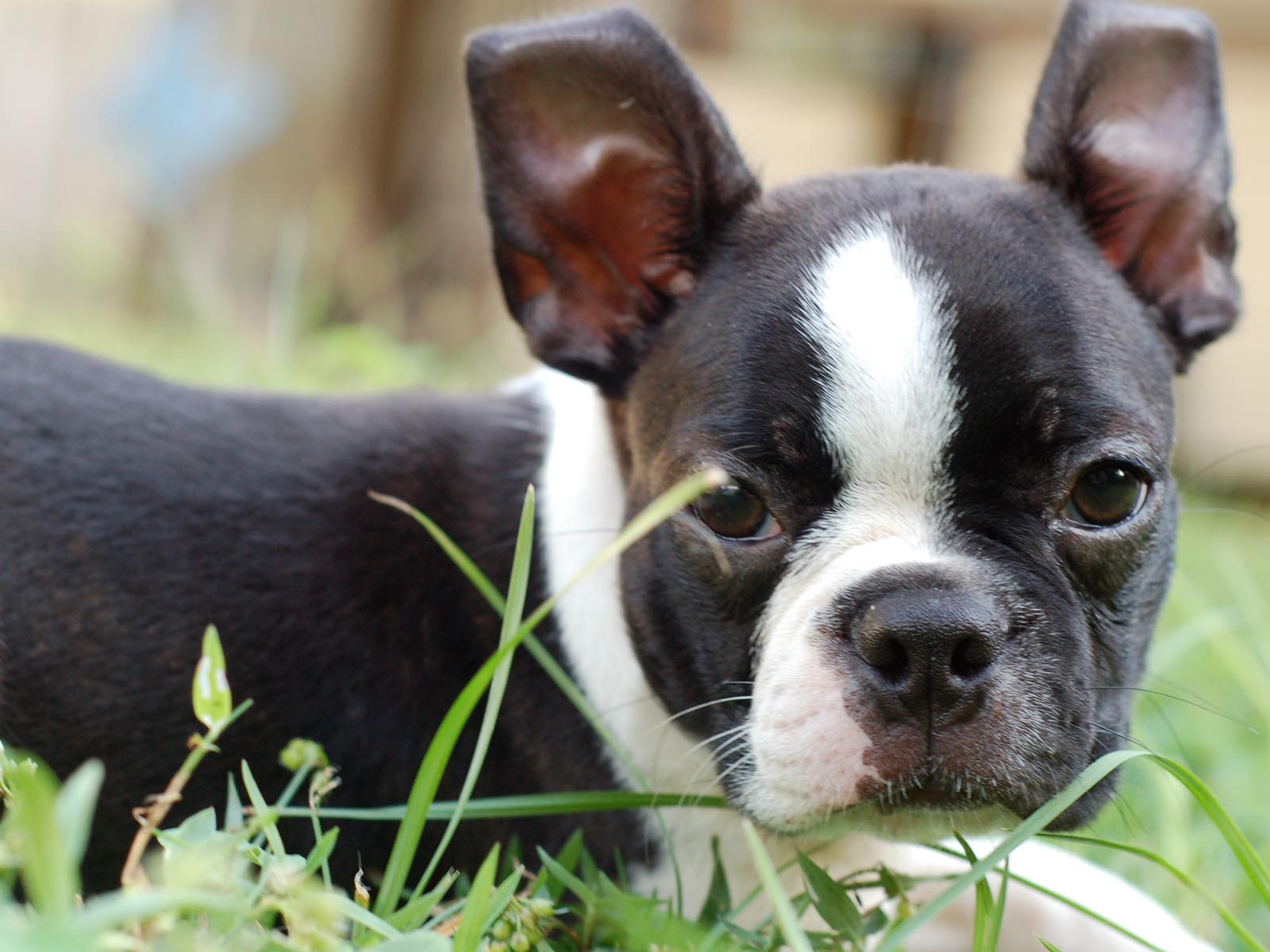 Boston Terrier Desktop Background | PixelsTalk.Net