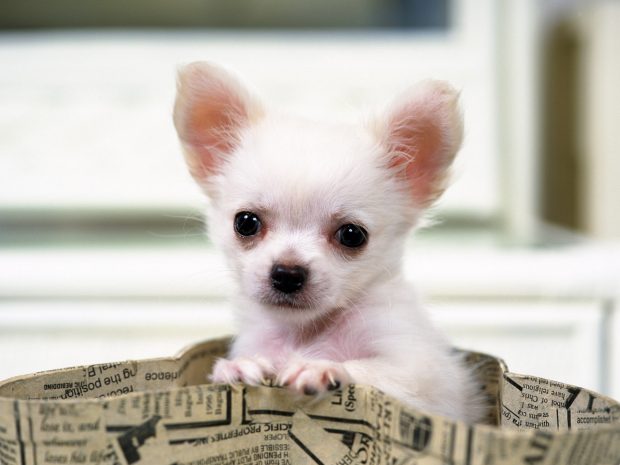 Download Chihuahua Image.