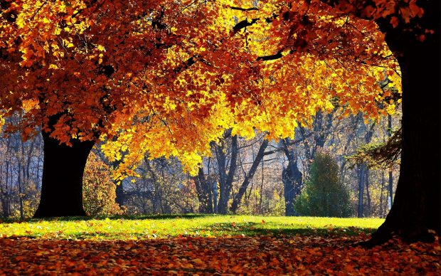 Download Free Autumn Forest Wallpaper.