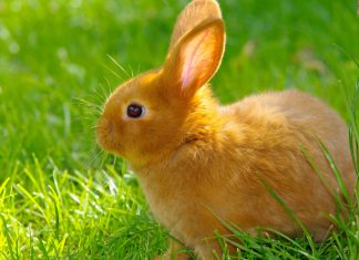 Download Free Baby Bunny Wallpaper.