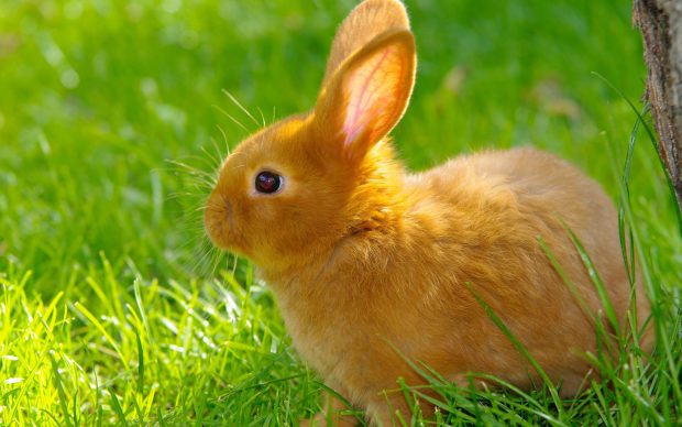 Download Free Baby Bunny Wallpaper.