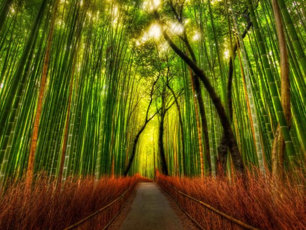 Download Free Bamboo Forest Wallpaper.