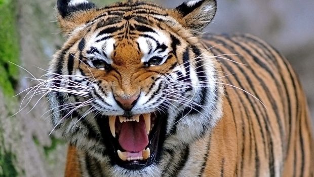 Download Free Bengal Tiger Background.
