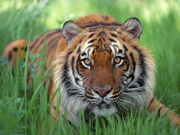 Download Free Bengal Tiger Wallpaper.