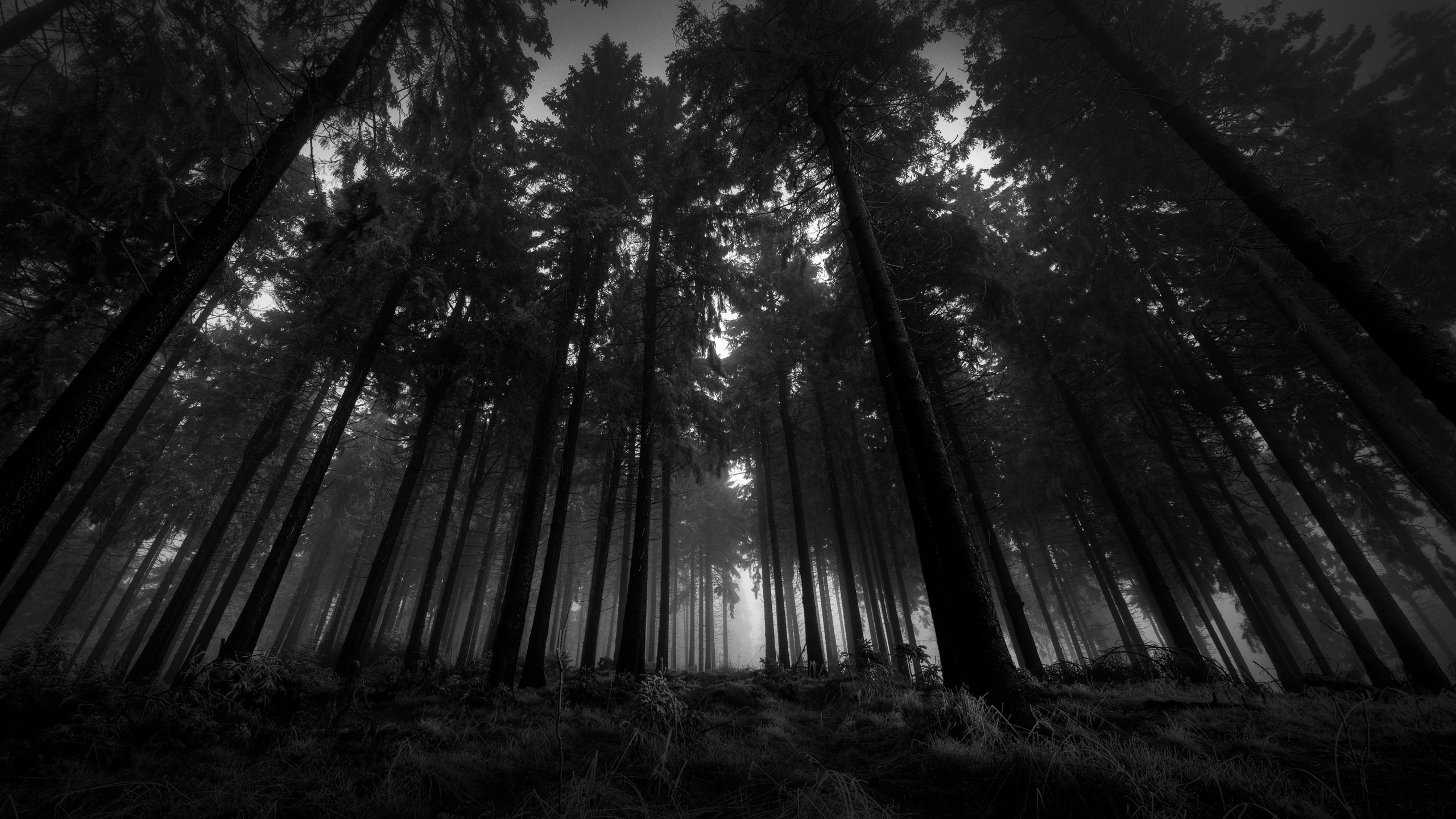 Download Free Black And White Forest Wallpaper Pixelstalknet