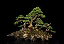 Download Free Bonsai Tree Wallpaper.