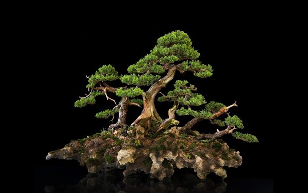 Download Free Bonsai Tree Wallpaper.