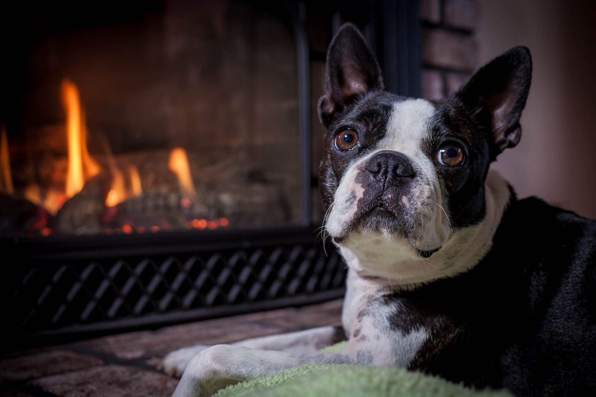 Boston Terrier Desktop Background | PixelsTalk.Net