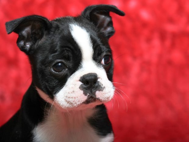 Download Free Boston Terrier Wallpaper.