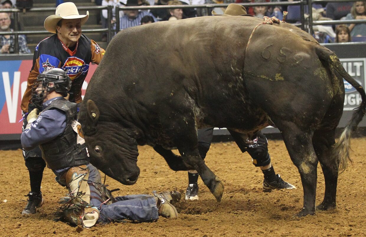 Bull Riding Backgrounds - PixelsTalk