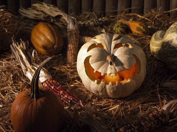 Download Free Pumpkin Halloween Wallpaper.
