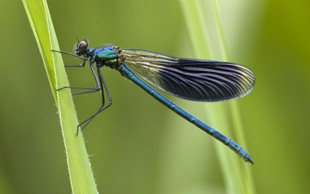 Dragonfly Backgrounds.