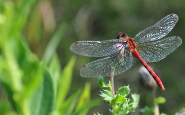 Dragonfly HD Backgrounds.