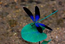 Dragonfly HD Images Download.